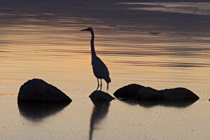 Family Prints: USA, California, Salton Sea. Egret at sunset