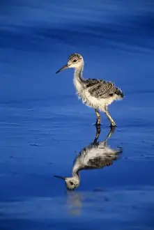 Salton Sea Prints: USA, California, Salton Sea National Wildlife Refuge. Black-necked stilt chick walking