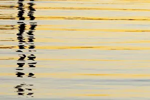 Images Dated 27th November 2011: USA, California, San Diego. Abstract reflections in San Diego Harbor