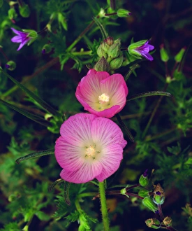 USA; California; San Diego. AChecker Bloom Wildflowers in Mission Trails Regional Park