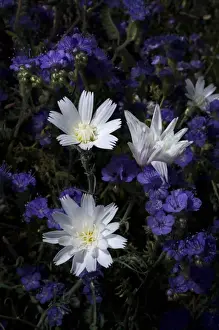 Images Dated 11th March 2008: USA; California; San Diego. AChicory and Phacelia Wildflowers in Anza Borrego Desert