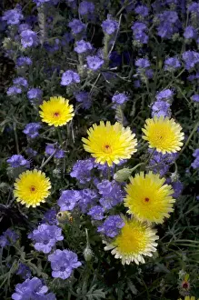 Images Dated 7th March 2008: USA; California; San Diego. ADesert Dandelion and Phacelia Wildflowers in Anza Borrego