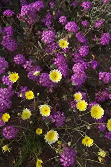 Images Dated 12th March 2008: USA; California; San Diego. ADesert Dandelion and Sand Verbena Wildflowers in Anza
