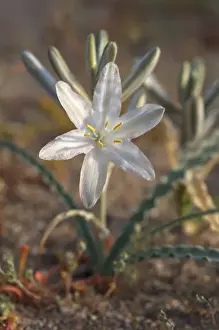 Images Dated 13th March 2008: USA; California; San Diego. ADesert Lily Wildflowers in Anza Borrego Desert State Park