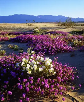 USA; California; San Diego. ADesert Poppy Wildflowers in Anza Borrego Desert State Park
