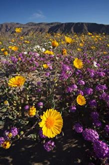 Images Dated 12th March 2008: USA; California; San Diego. ADesert Sunflower and Sand Verbena Wildflowers in the Desert
