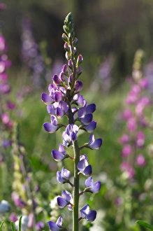 USA, California, San Diego. ALupine wildflowers in Rattlesnake Canyon