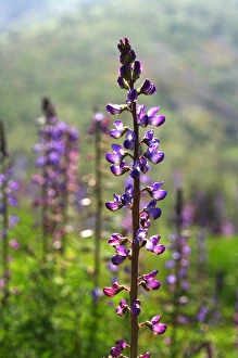 Images Dated 19th March 2008: USA, California, San Diego. ALupine wildflowers in Rattlesnake Canyon