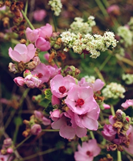 USA; California; San Diego. AMallow and other Wildflowers in Mission Trails Regional Park