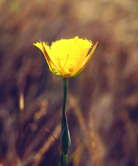USA; California; San Diego. AMariposa Lily Wildflower in Mission Trails Regional Park