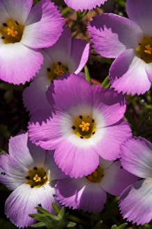 USA, California, San Diego. APhlox wildflowers in Rattlesnake Canyon