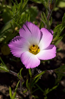 Images Dated 18th March 2008: USA, California, San Diego. APhlox wildflowers in Rattlesnake Canyon