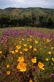 USA, California, San Diego. APoppy wildflowers in Rattlesnake Canyon