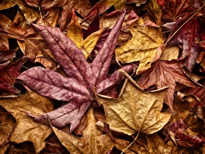 Images Dated 19th December 2011: USA, California, San Diego, Autumn leaves