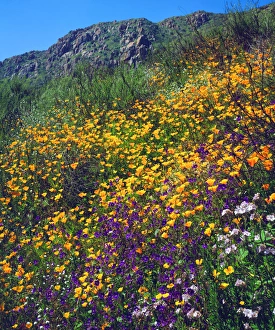 USA, California, San Diego. AWildflowers in Mission Trails Regional Park