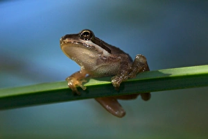 Images Dated 8th July 2011: USA; California; San Diego; A Baby Tree Frog in Mission Trails Regional Park in San Diego