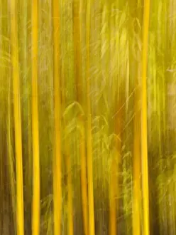 Images Dated 6th July 2010: USA, California, San Diego, Bamboo trees blurred with camera