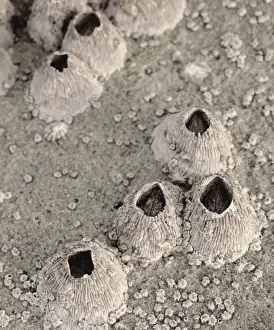 Images Dated 16th October 2015: USA, California, San Diego, Barnacles in tide pools on the Pacific Ocean (Large format