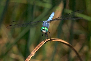 Images Dated 8th July 2011: USA; California; San Diego; A Blue Drangonfly in Mission Trails Regional Park