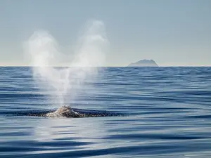 Whale Prints: USA, California, San Diego, California gray whale migrating south toward Mexico