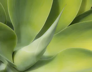 Images Dated 5th August 2020: USA, California, San Diego. Close up of an Agave plant (Agavaceae)