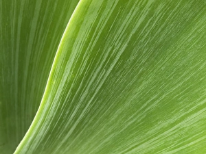 Form Prints: USA, California, San Diego, Close-up of agave plant