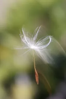 Images Dated 18th August 2006: USA, California, San Diego, Close-up of a dandelion seed blowing in the wind. Credit as