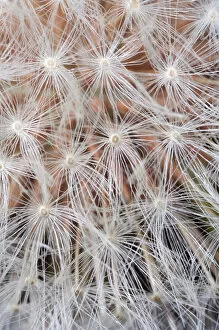 USA; California; San Diego; Close-up of a dandelion