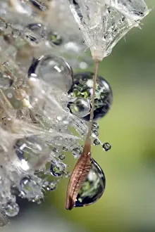 USA, California, San Diego, Close-up of water droplets on a dandelion seed. Credit as