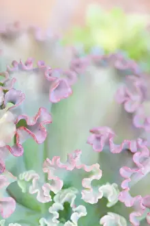 Images Dated 18th November 2011: USA, California, San Diego. Colorful abstract of succulant plant