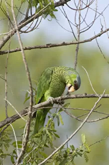 Images Dated 7th April 2008: USA - California - San Diego County - Lilac-crowned Parrot