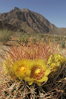Images Dated 14th March 2010: USA, California, San Diego County. Blooming Barrel Cactus at Anza-Borrego Desert