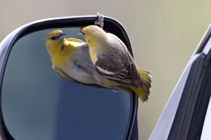 Species Prints: USA - California - San Diego County - female Bullocks Oriole looking into car s