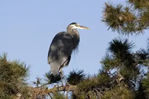 Specie Prints: USA - California - San Diego County - Great Blue Heron sitting on tree branch