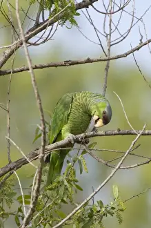 Images Dated 7th April 2008: USA - California - San Diego County - Lilac-crowned Parrot
