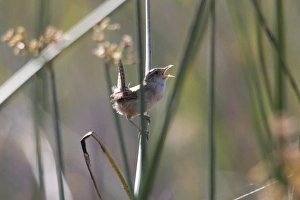 Communication Prints: USA - California - San Diego County - Marsh Wren