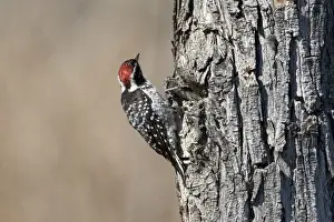 Species Prints: USA - California - San Diego County - Nuttalls Woodpecker