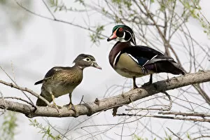 Images Dated 7th April 2008: USA - California - San Diego County - pair of Wood Ducks