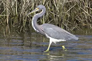 Species Prints: USA - California - San Diego County - Tricolored Heron