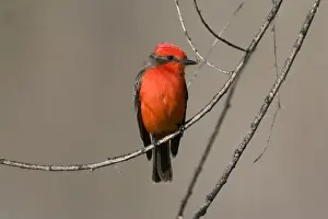 Specie Prints: USA - California - San Diego County - Vermilion Flycatcher sitting on branch