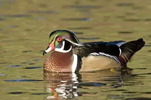 Images Dated 2nd December 2007: USA - California - San Diego County - Wood Duck
