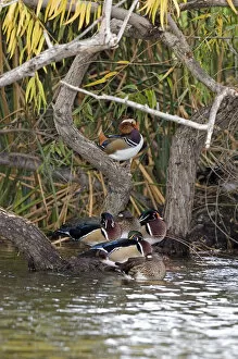 Images Dated 1st December 2007: USA - California - San Diego County - Wood Ducks and Mandarin Duck