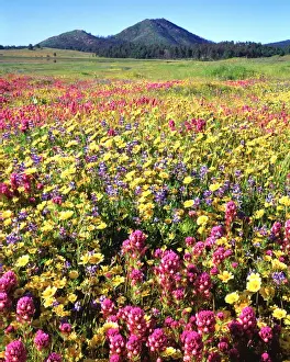 USA, California, San Diego. Cuyamaca Rancho State Park, Wildflowers near Cuyamaca Lake