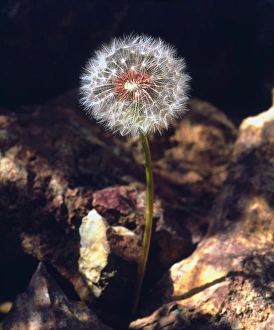 Weed Prints: USA, California, San Diego. Dandelion