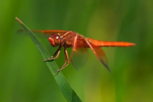 Images Dated 3rd July 2011: USA; California; San Diego; A Drangonfly in Mission Trails Park in San Diego