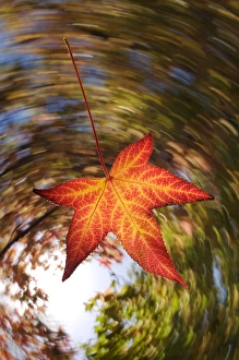 Falling Prints: USA; California; San Diego; Falling Leaf from a tree in autumn