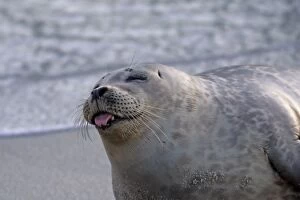 USA, California, San Diego. Harbor seal sticking its tongue out