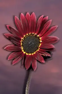 Images Dated 16th December 2006: USA, California, San Diego, Hybrid sunflower blowing in the wind at sunset