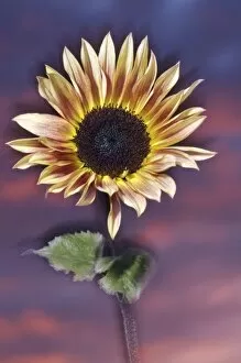 Images Dated 19th January 2007: USA, California, San Diego, Hybrid sunflower blowing in the wind at sunset