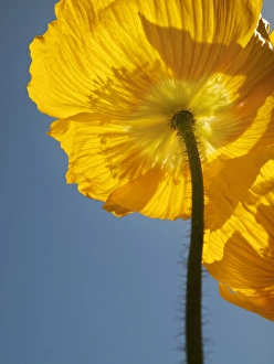 USA, California, San Diego, Iceland poppy
